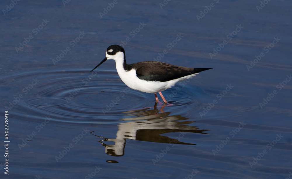 black necked stilt black necked stilt
