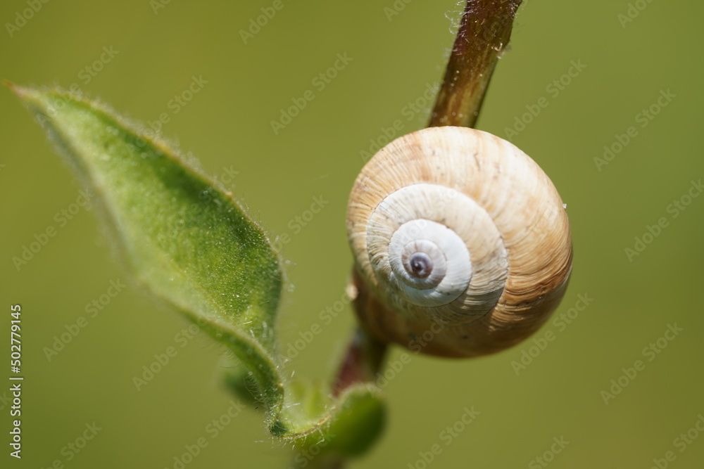 White Garden Snail (Theba pisana) White Garden Snail (Theba pisana)