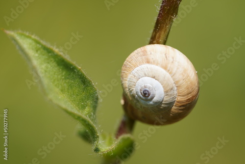 White Garden Snail (Theba pisana) photo
