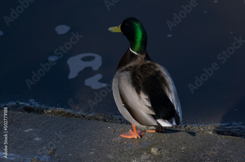 marllard duck photo