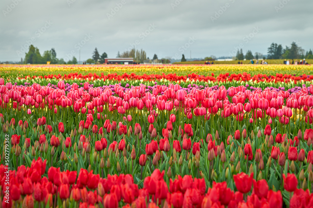Multicolored Tulip Festival Washington State. A field of colorful tulips in the Skagit Valley, Washington State.

