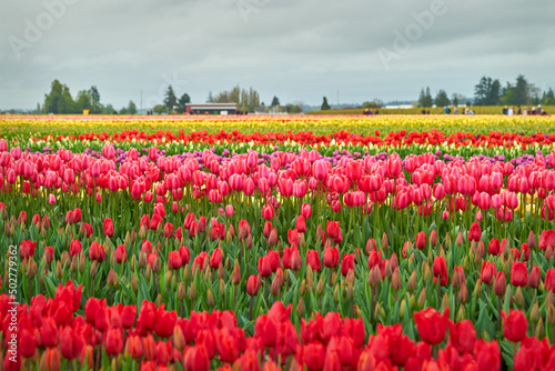 Multicolored Tulip Festival Washington State. A field of colorful tulips in the Skagit Valley, Washington State.© maxdigi