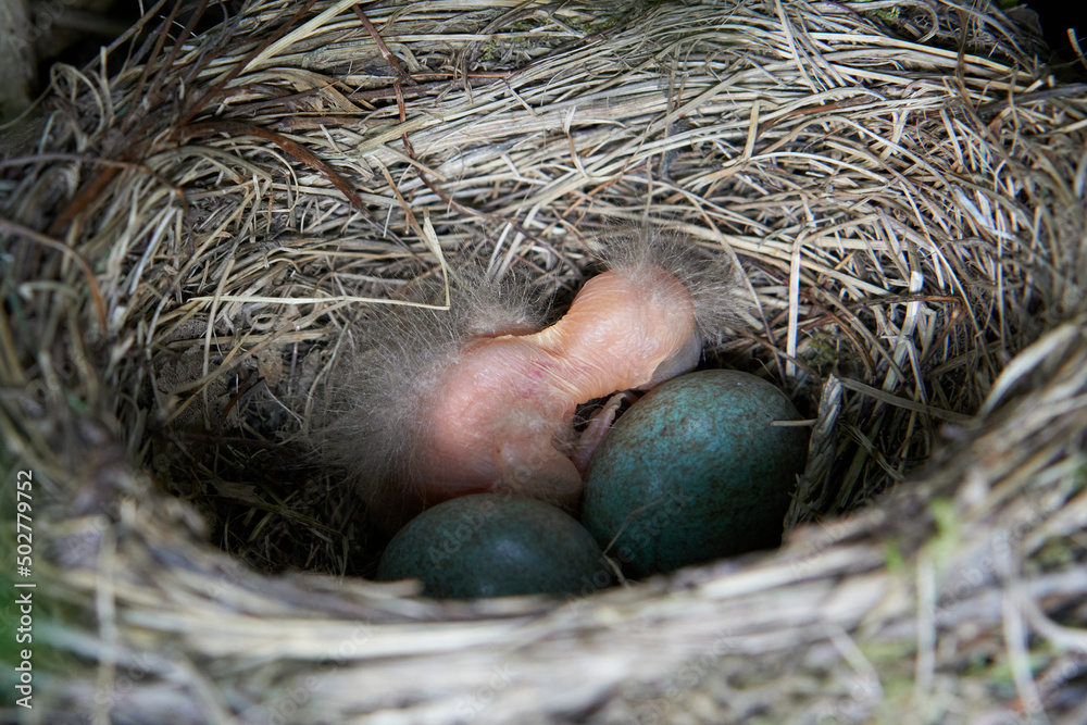 Blackbird nest with eggs and birdie Turdus Merula Blackbird nest with eggs and birdie Turdus Merula