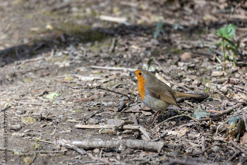 Close-up of an alert Robin standing on muddy path