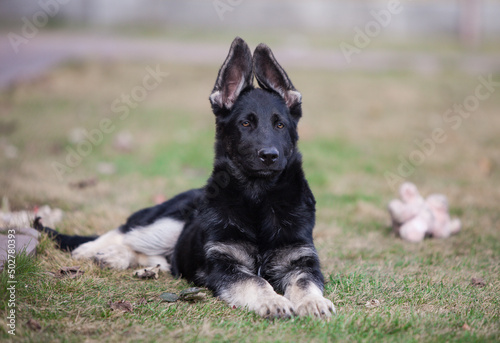 Fototapeta Naklejka Na Ścianę i Meble -  Little shepherd puppy future protector