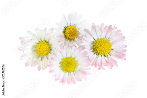 daisy flowers on a white isolated background
