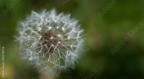Common dandelion fruits on green blurred background. The soft and slightly silvery fruits vibrate and wave in the wind. Narrow depth of field  only the fruits in front are sharp. Wide background image