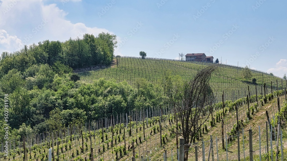 landscapes of the Piedmontese Langhe of Barolo and Monforte d'Alba in the period of spring 2022