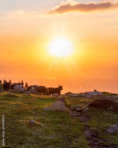 Cows and a hiking man in the green mountains in sunset