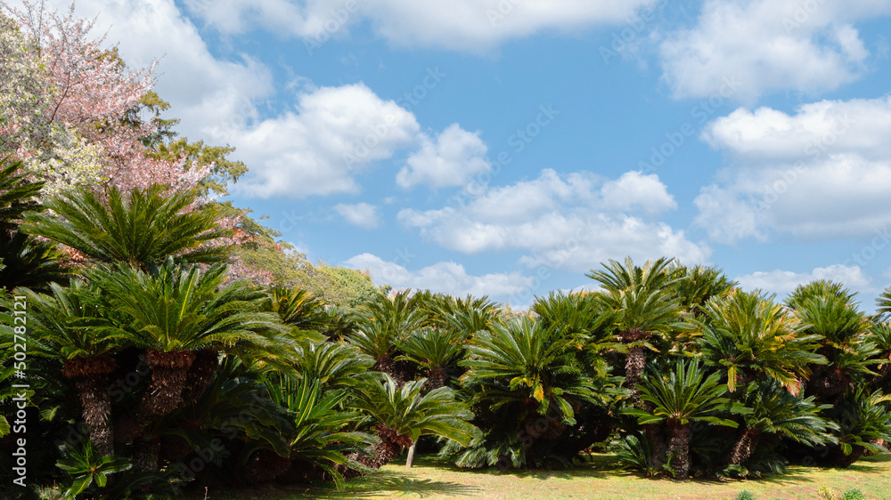 Palm tree forest at Korakuen garden in Okayama, Japan