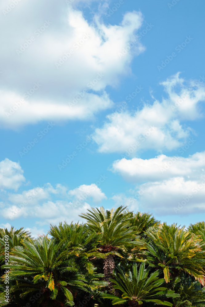 Palm tree forest at Korakuen garden in Okayama, Japan