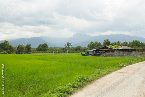 green rice field with doi hua sie, chomthong Chiangmai photo