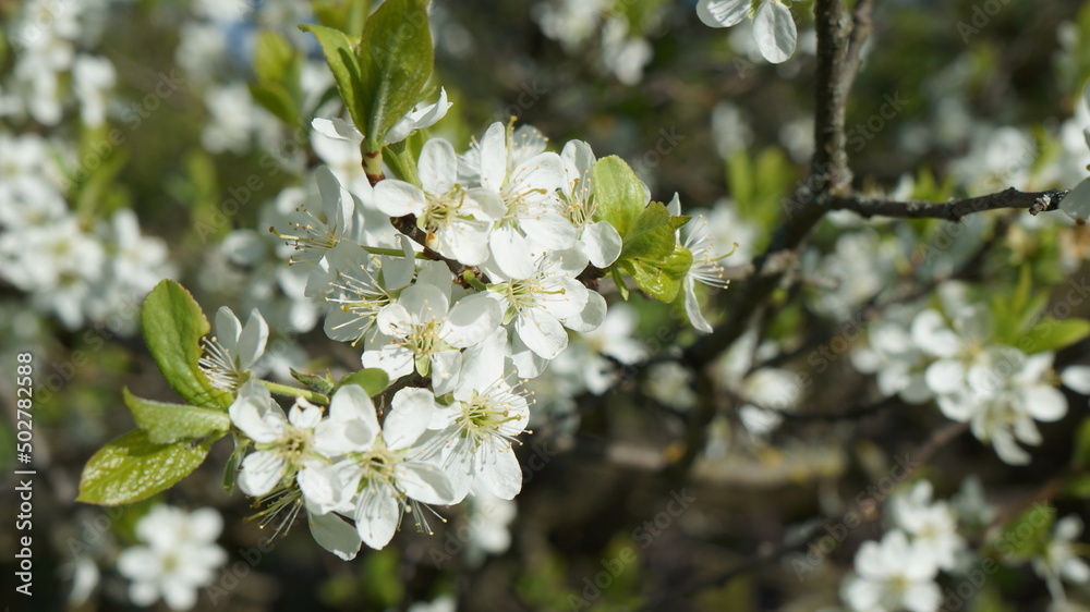 Obraz premium Cherry blossoms