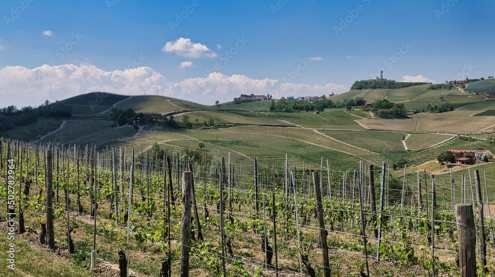 landscapes of the Piedmontese Langhe of Barolo and Monforte d'Alba with its vines in the period of spring 2022