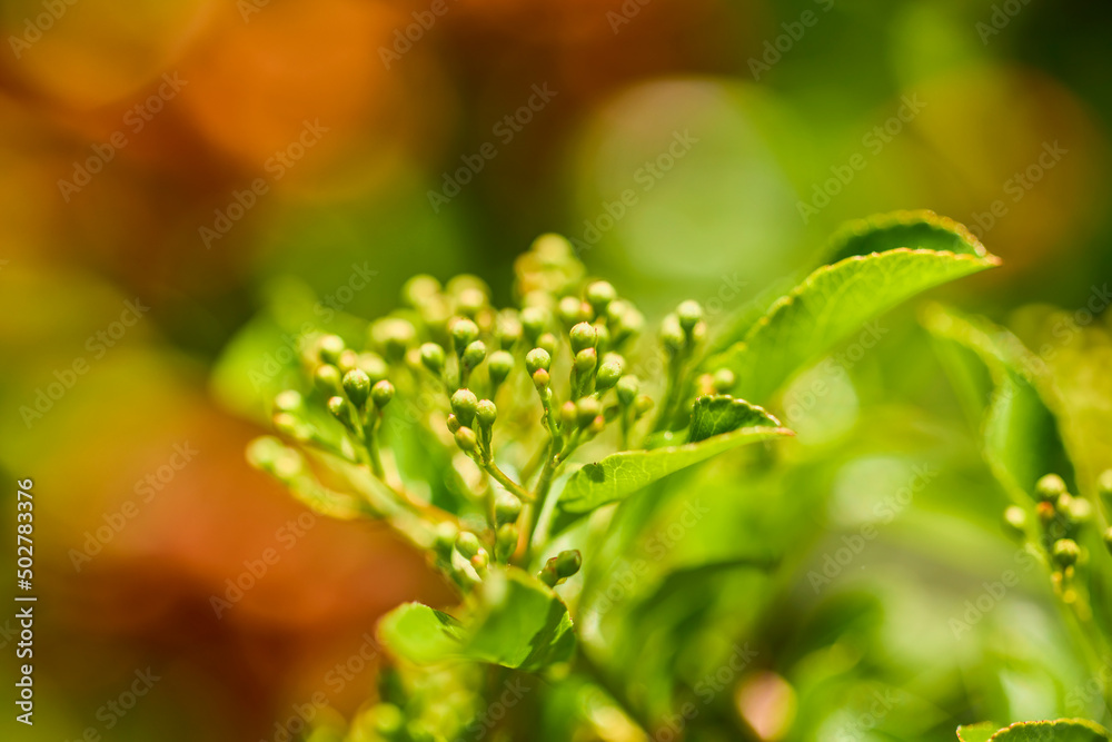 beautiful abstract background with flowers in blur dof. beautiful abstract background with flowers in blur dof.