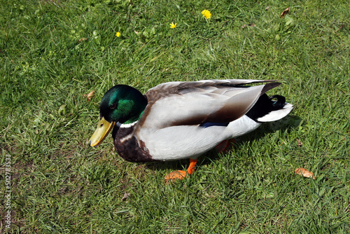 Stockente, Ente, Flugente, schwimmende Ente, Kellinghusen, Schleswig-Holstein, Deutschland, Europa  --
Mallard, Duck, Muscovy duck, Swimming duck, Kellinghusen, Schleswig-Holstein, Germany, Europe photo