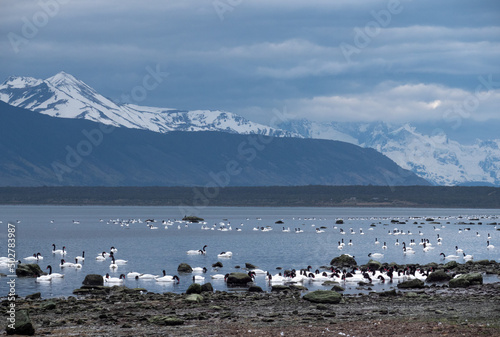The black-necked swan (Cygnus melancoryphus) in Patagonia in Southern Chili in fjords in Puerto Natales near Torres del Paine national park. High quality photo photo