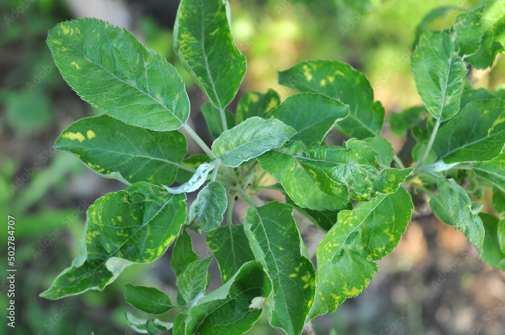 Apple rust disease on apple leaves Apple rust disease on apple leaves