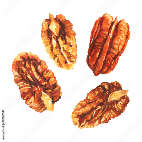Tasty pecan nut, pecan broken halves and pieces, dried pecans set, close-up, package design element, organic snack, isolated, hand drawn watercolor illustration on white background