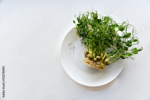 Sprouted seeds and pea stalks on a white plate