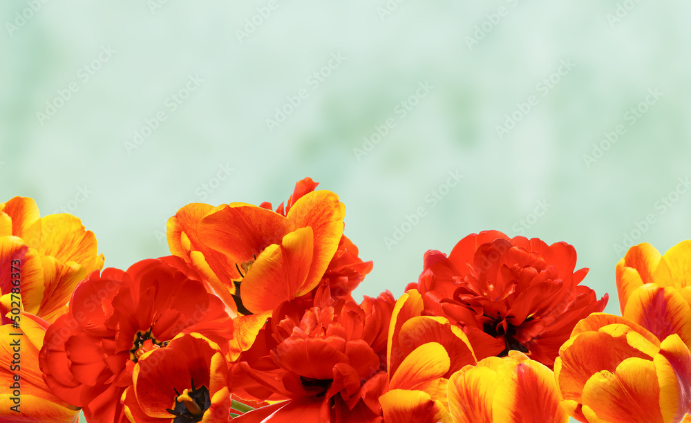 Fototapeta premium Bouquet of bright tulips isolated on light background. Copy space