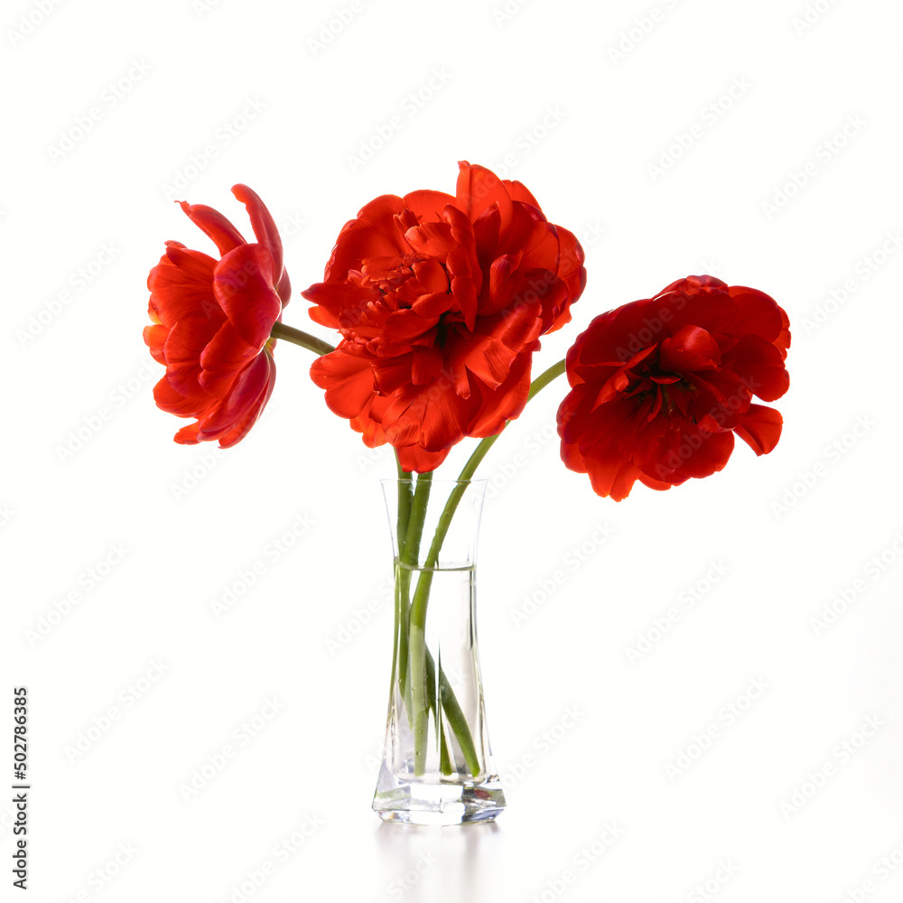 Obraz premium Bouquet of red tulips in a glass vase isolated on a white background