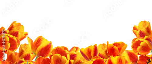 Bouquet of bright tulips isolated on white background. Copy space