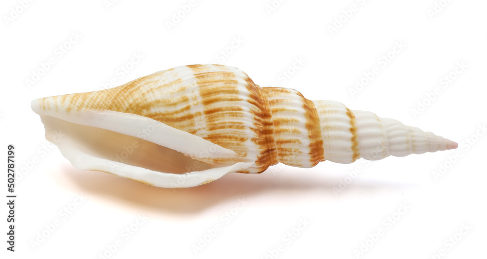 one sea shell isolated white background one sea shell isolated white background