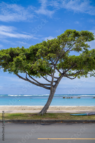 Fototapeta Naklejka Na Ścianę i Meble -  Vacant Shoreline and Beach in  Hawaii.