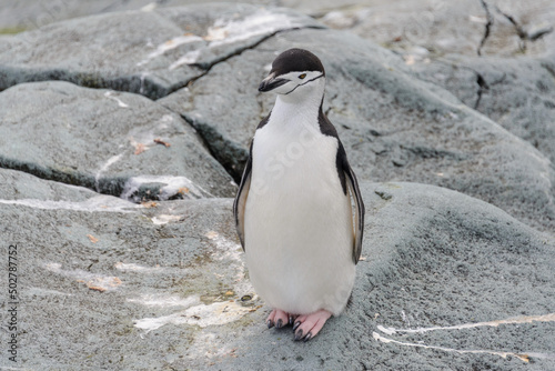 Chinstrap penguin on the snow in Antarctic