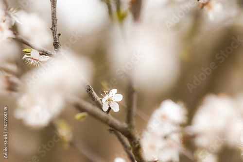 Shallow Depth of Field of Blackthorn Flower in Bloom. Spring White Blossom of Prunus Spinosa.