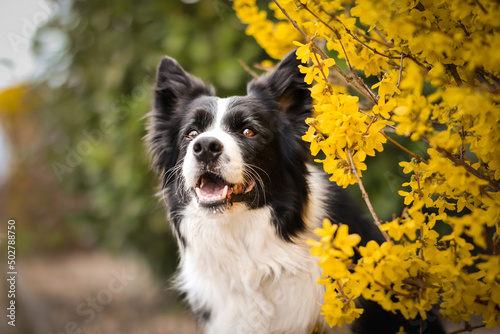 Fototapeta Naklejka Na Ścianę i Meble -  Cute Portrait of Border Collie Smiling in front of Yellow Flowering Shrub during Spring. Happy Black and White Dog during Springtime.