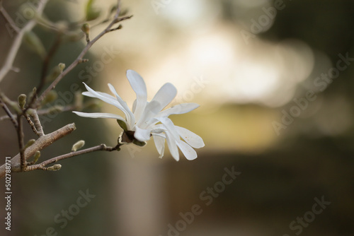 Shallow Depth of Bokeh of White Magnolia Stellata in the Garden. Romantic Star Magnolia Flower during Spring. © nicolecedik