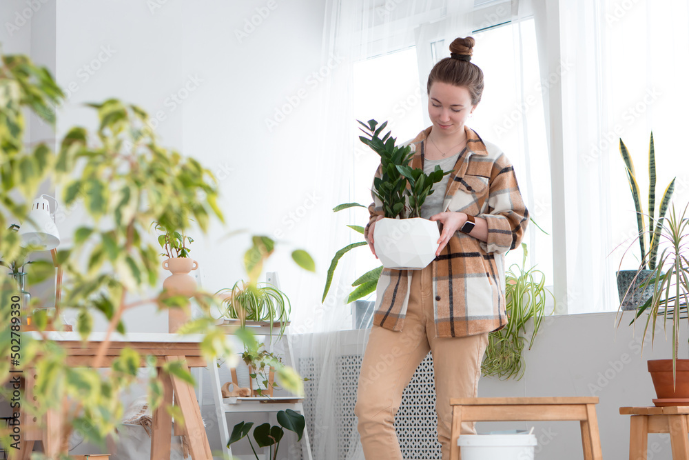 Young adult woman transplanting plant zamioculcas at home