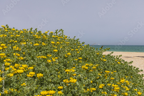 Seashore with flowering green plants with yellow flowers and sandy beach on background © Olga Begak Art