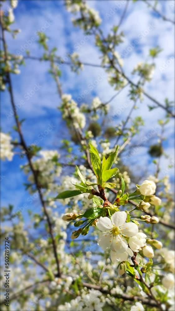 White blooming cherry flowers and buds on branch with green leaves close-up.Lots of white flowers in sunlight spring sunny day. Beautiful natural background from cherry blossom tree. Vertical video White blooming cherry flowers and buds on branch with green leaves close-up.Lots of white flowers in sunlight spring sunny day. Beautiful natural background from cherry blossom tree. Vertical video
