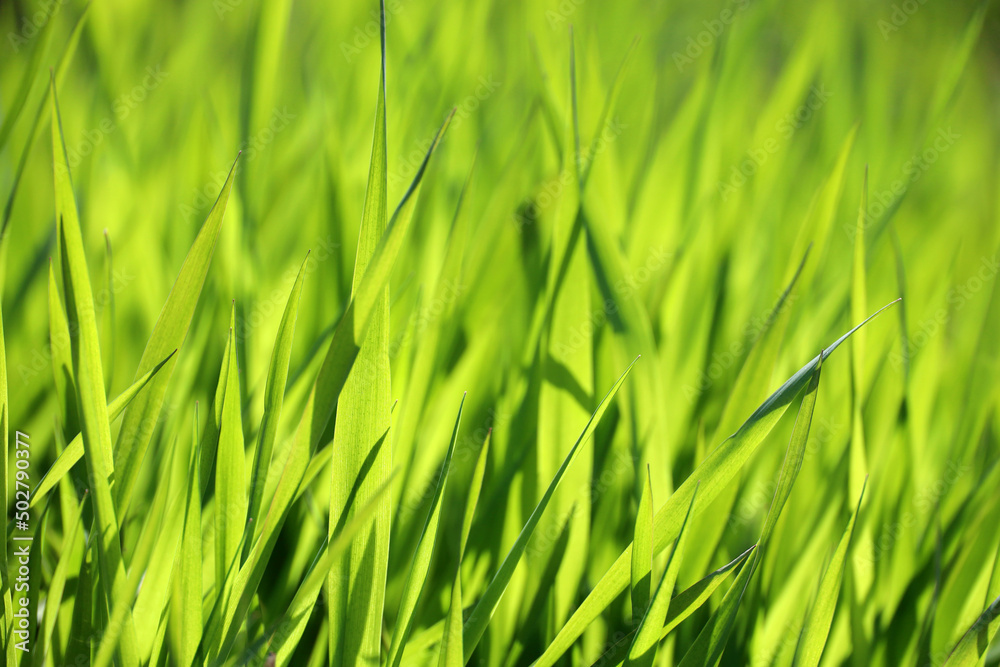 Green grass in sunlight, blurred background. Fresh spring nature, sunny meadow Green grass in sunlight, blurred background. Fresh spring nature, sunny meadow