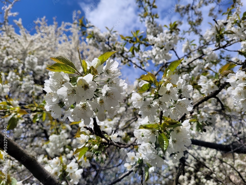 flowering cherry tree. spring tree on blue sky background