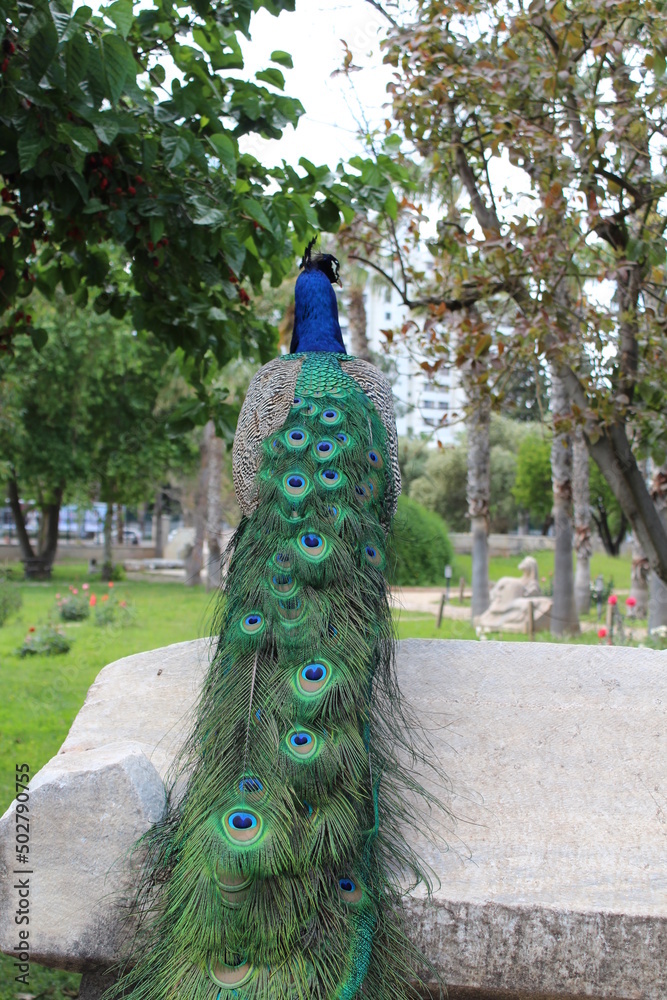 Obraz premium peacock with feathers