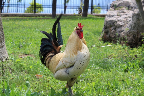 rooster on the grass