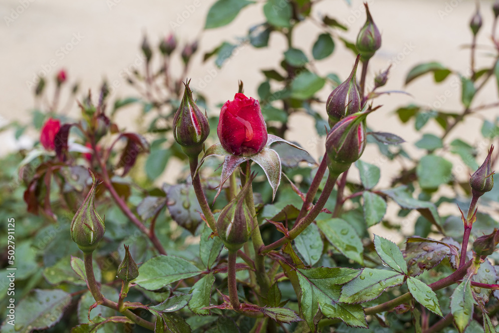 Red rose flower buds with raindrops on blurred leaves background Red rose flower buds with raindrops on blurred leaves background