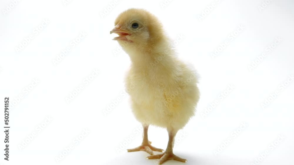 Tiny newborn poultry chicken chick on light white studio background. Concept of traditional easter bird, spring celebration. Isolated object, perfect for projects. Tiny newborn poultry chicken chick on light white studio background. Concept of traditional easter bird, spring celebration. Isolated object, perfect for projects.