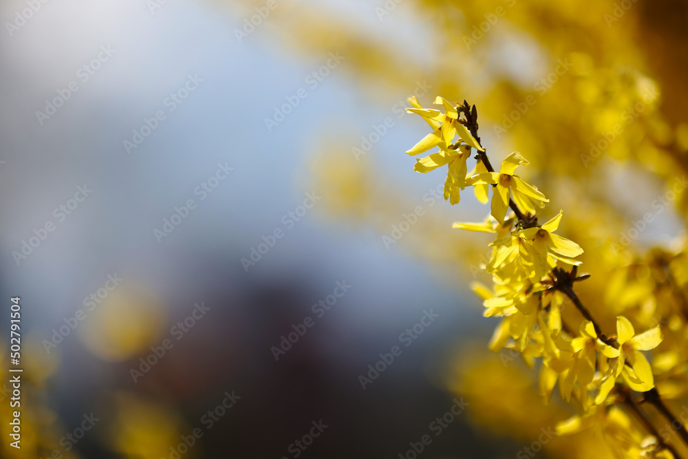 The blossoming Forsythia branch with yellow bright flowers, a close up macro it is horizontally. Forsythia. Oleaceae Family. Copy space. The blossoming Forsythia branch with yellow bright flowers, a close up macro it is horizontally. Forsythia. Oleaceae Family. Copy space.