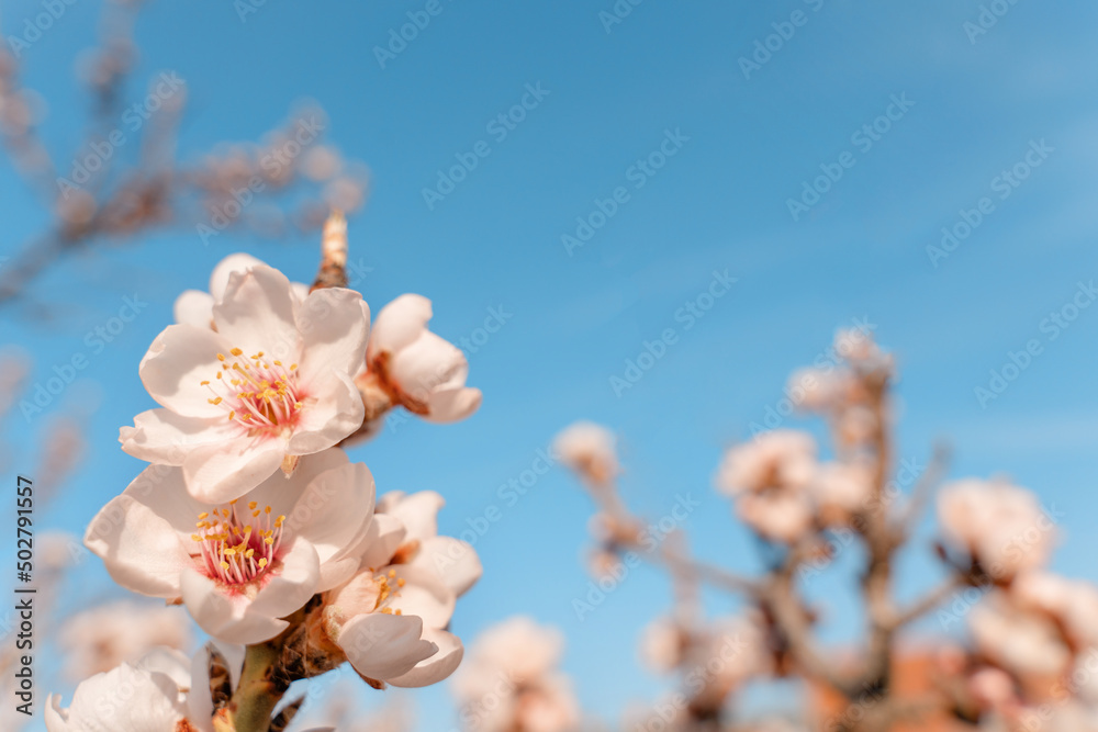 Flowers of the almond tree against blue sky on sunny day. Beautiful nature scene with blooming tree and blue sky. Spring flowers. Beautiful Orchard. Springtime Space for text. Flowers of the almond tree against blue sky on sunny day. Beautiful nature scene with blooming tree and blue sky. Spring flowers. Beautiful Orchard. Springtime Space for text.