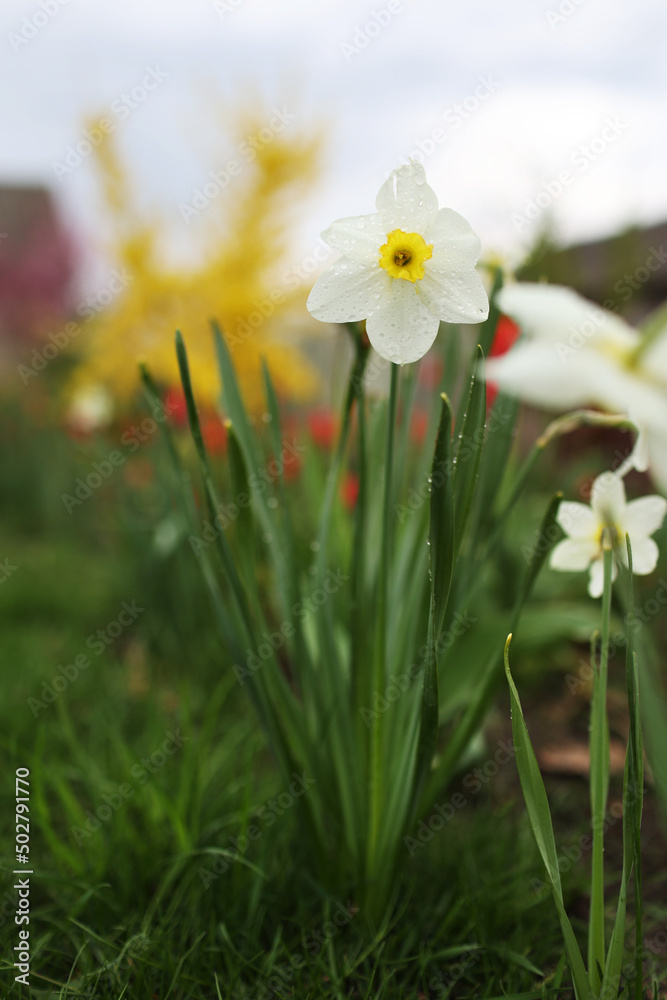 close up view of beautiful white and yellow flowers of daffodils narcissus and red tulips growing in home garden. spring plants blowing by wind close up view of beautiful white and yellow flowers of daffodils narcissus and red tulips growing in home garden. spring plants blowing by wind