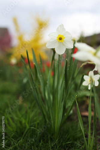 close up view of beautiful white and yellow flowers of daffodils narcissus and red tulips growing in home garden. spring plants blowing by wind