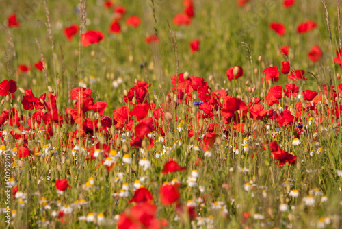 castelluccio di norcia, fioritua