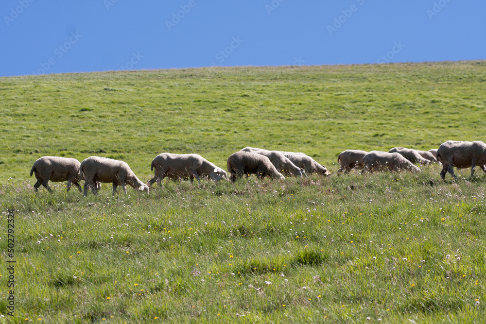 castelluccio di norcia, fioritua castelluccio di norcia, fioritua