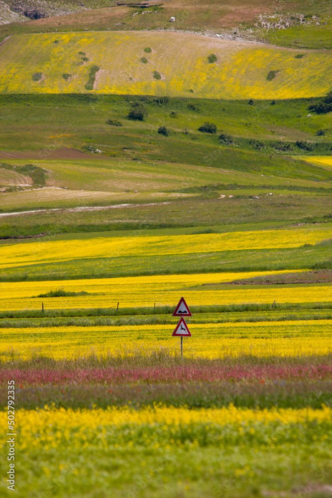 Naklejka premium castelluccio di norcia, fioritua