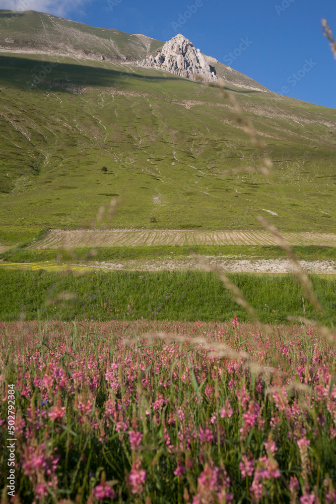 Obraz premium Castelluccio di Norcia, fioritua